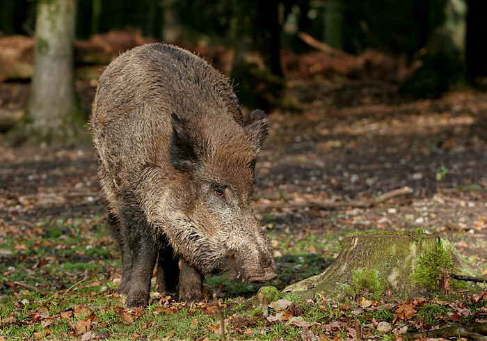 zwijn op de veluwe.jpg
